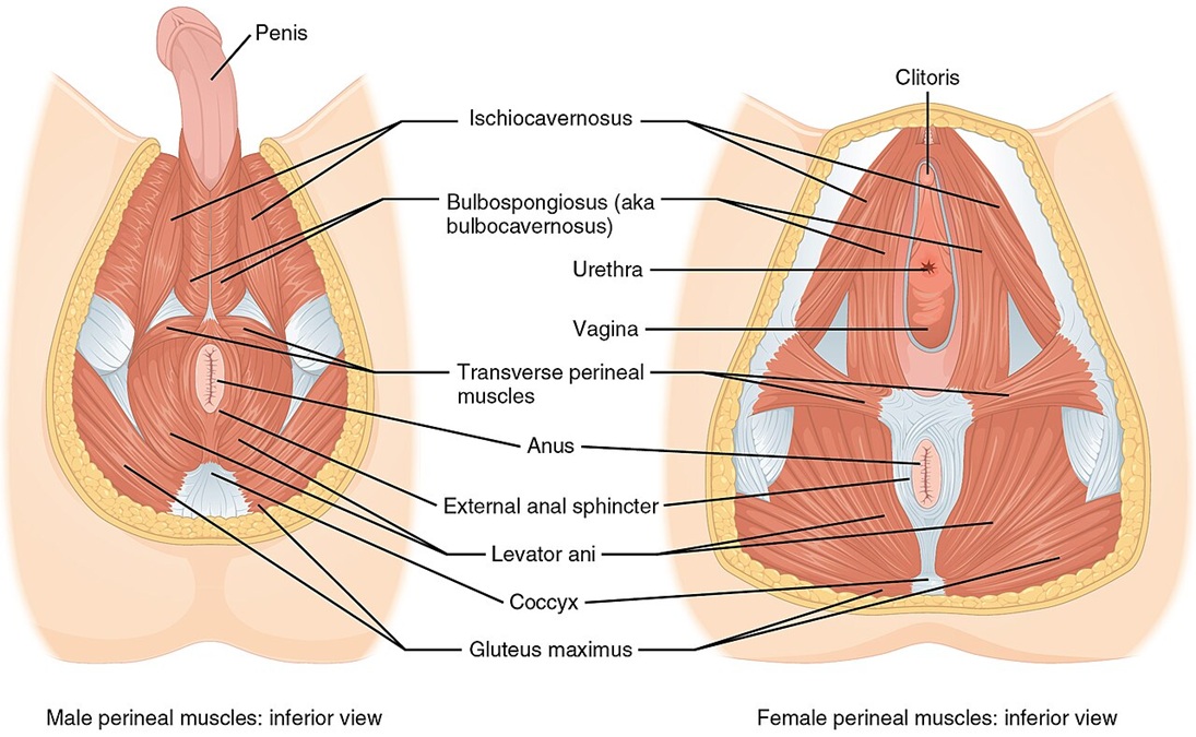รูปที่ 1 กล้ามเนื้ออุ้งเชิงกราน (pelvic floor muscle)